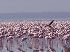 Foto flamencos