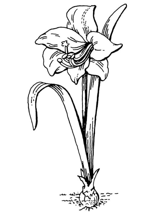 Dibujo para colorear flor - amaryllis