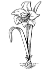 Dibujos para colorear flor - amaryllis