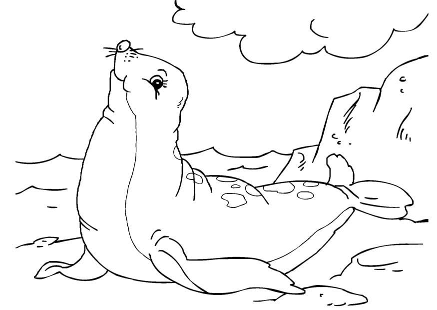 Dibujo para colorear foca