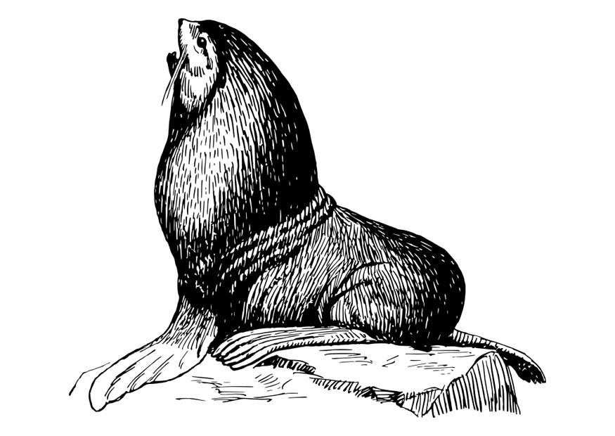 Dibujo para colorear foca