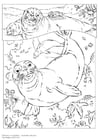 Dibujos para colorear Foca monje