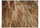 Foto fuegos artificiales
