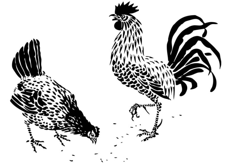 Dibujo para colorear gallina y gallo