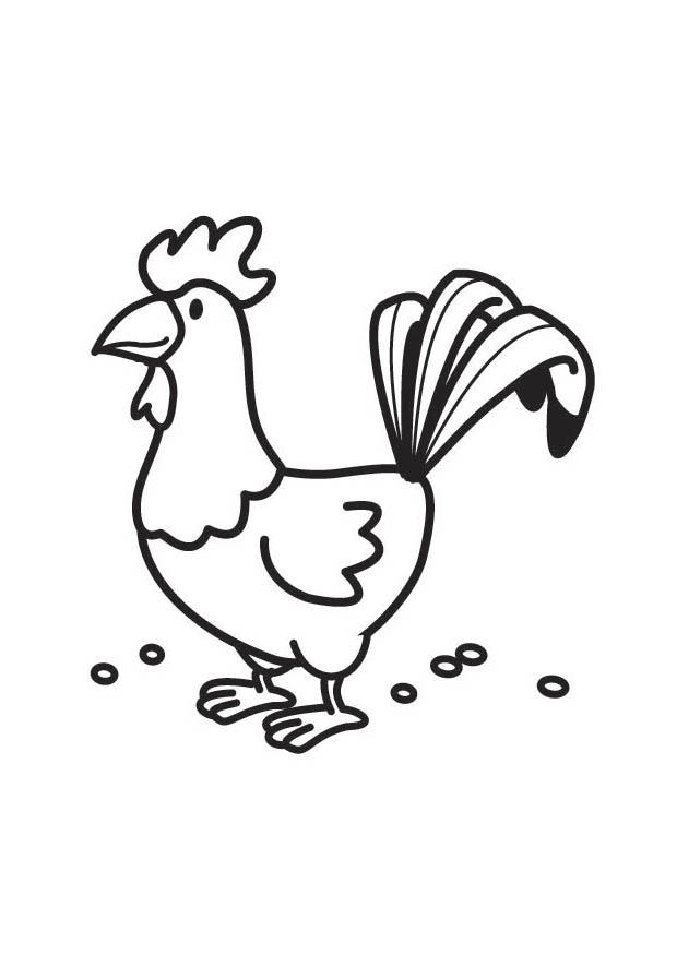 Dibujo para colorear gallo