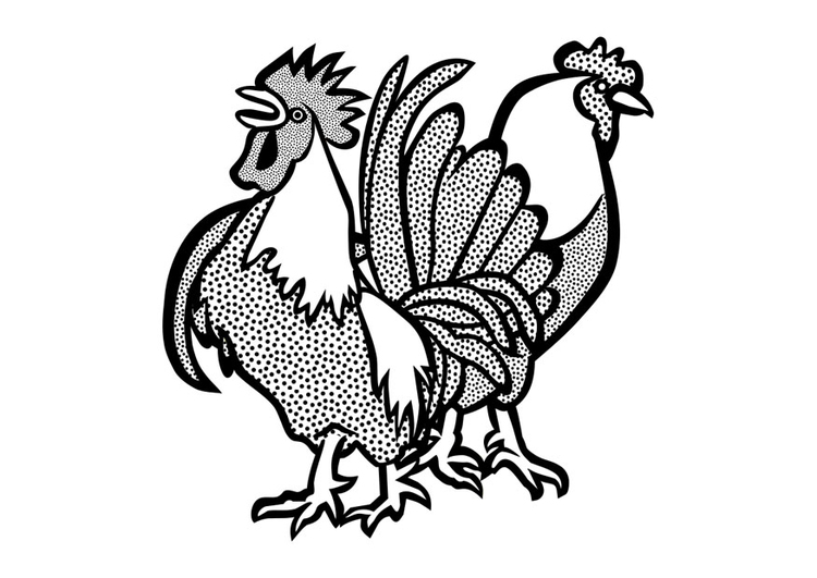 Dibujo para colorear gallo y pollo