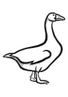 Dibujos para colorear ganso