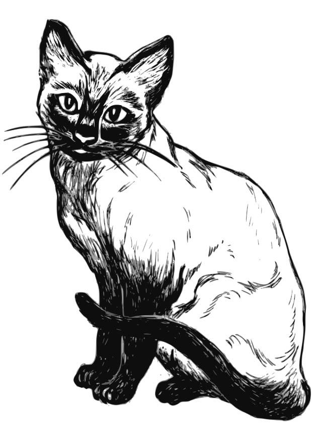 Dibujo para colorear gato