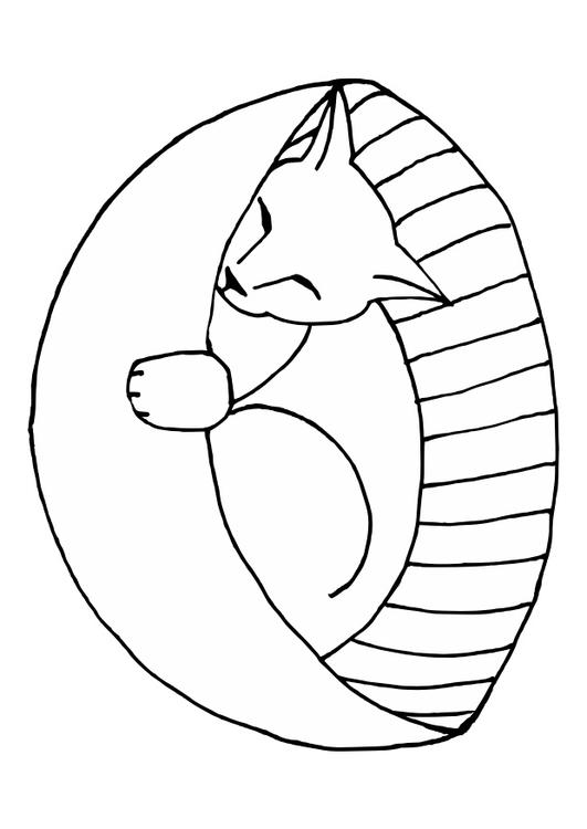 gato durmiendo
