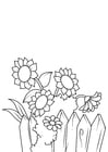 Dibujos para colorear girasoles