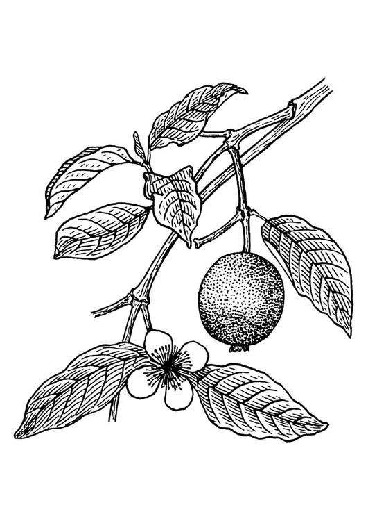 guayaba