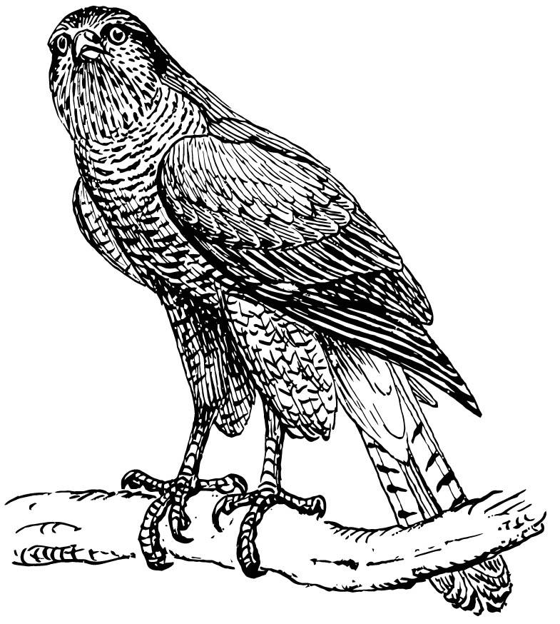 Dibujo para colorear Halcón de halcones para colorear Dibujo para colorear Halcón