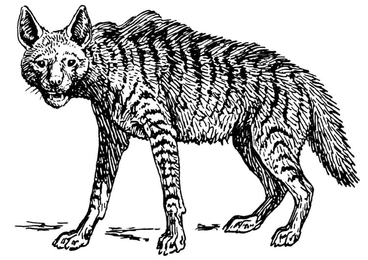 Dibujo para colorear hiena