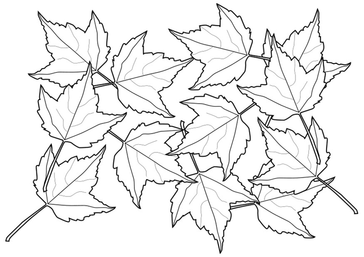Dibujo para colorear hojas