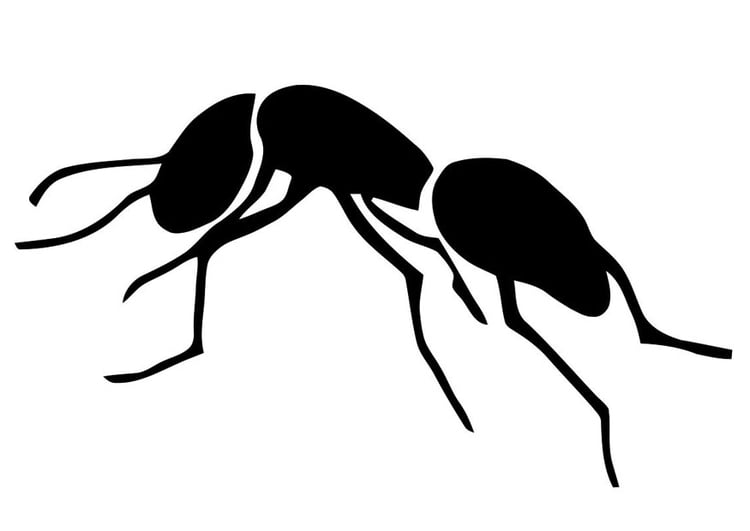 Dibujo para colorear hormiga