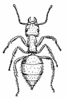 Dibujos para colorear Hormiga