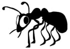 Dibujos para colorear hormiga