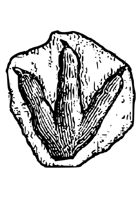 Dibujo para colorear huella de dinosaurio - Dibujos Para Imprimir Gratis - Img 22713 Dibujo para colorear huella de dinosaurio - Dibujos Para Imprimir Gratis - Img 22713