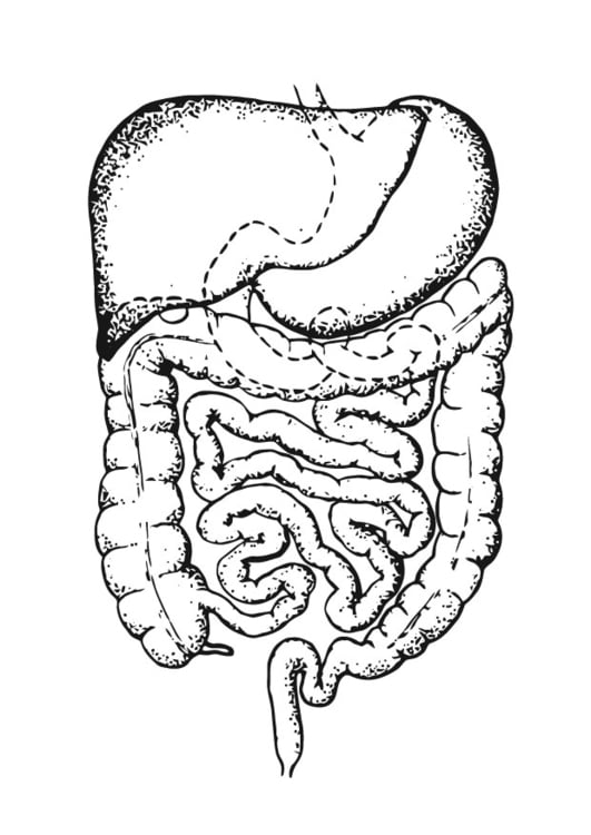 Dibujo para colorear Intestino