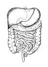 Dibujo para colorear Intestino