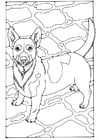 Dibujos para colorear Jack Russell