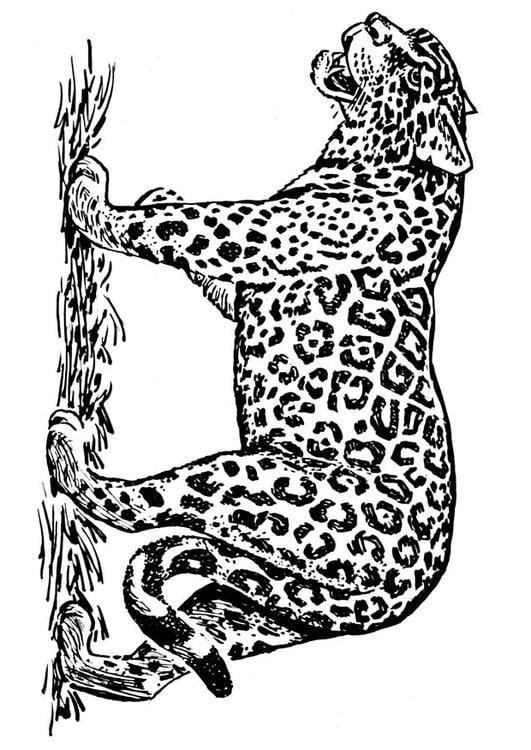 Dibujo Para Colorear Jaguar Img 16636 Images