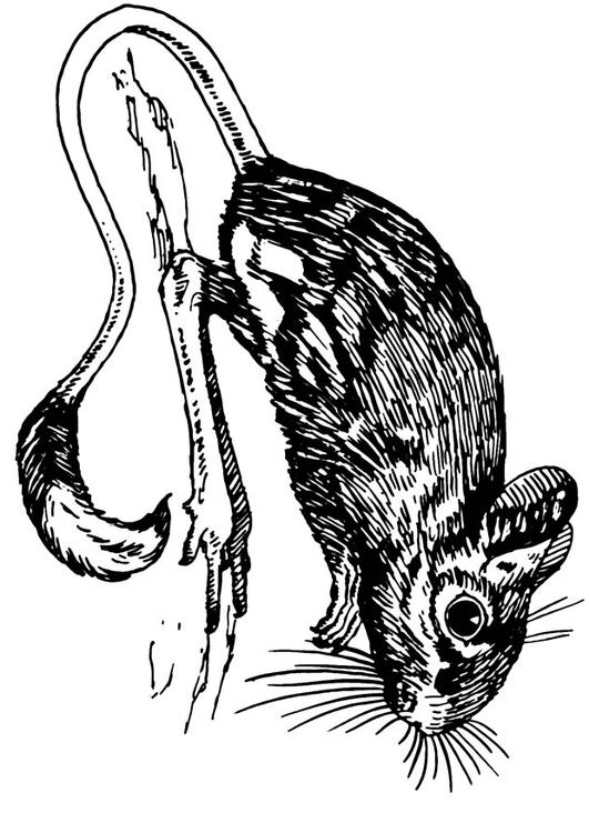 jerboa