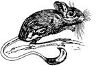 jerboa