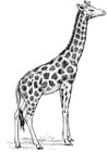 Dibujos para colorear jirafa