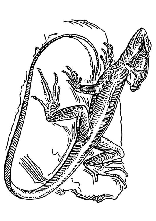lagarto - basilisco