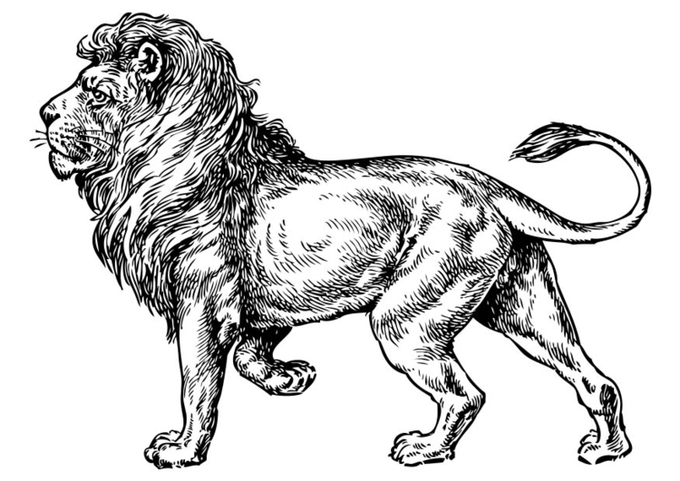 Dibujo para colorear leÃ³n