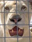 Foto león en jaula