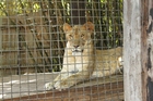 Foto león en jaula