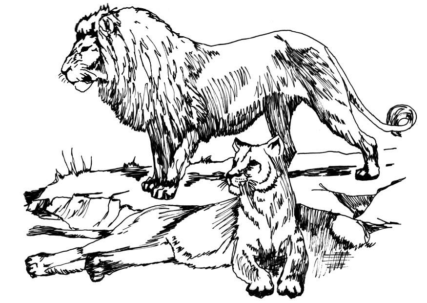 Dibujo para colorear leÃ³n y leona