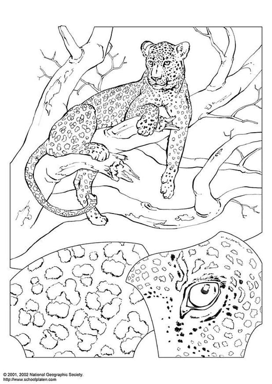 Dibujo para colorear Leopardo