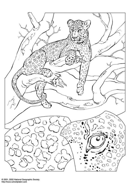 Dibujo para colorear Leopardo