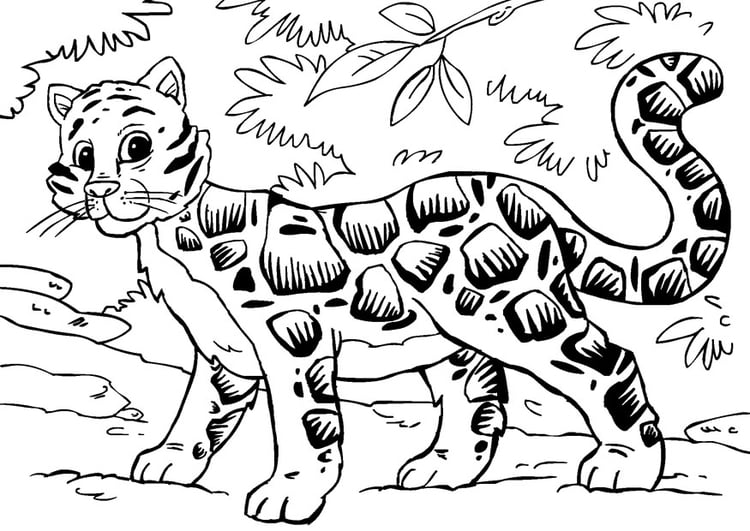 Dibujo para colorear leopardo nebuloso