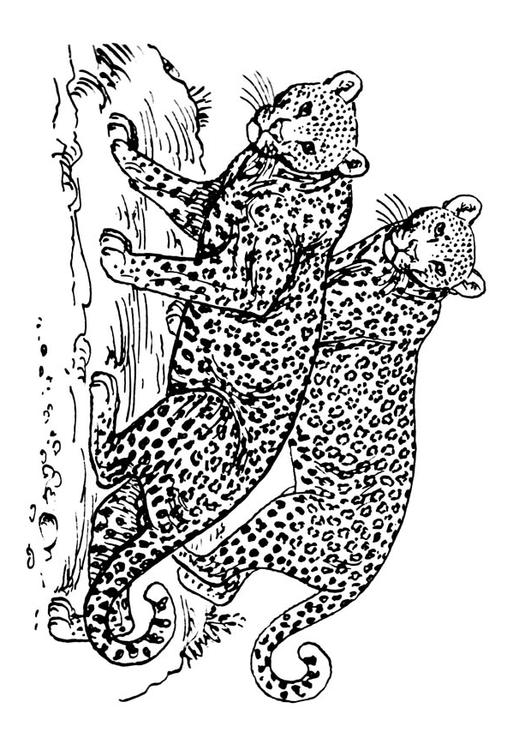 leopardo