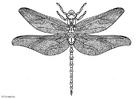 Libélula