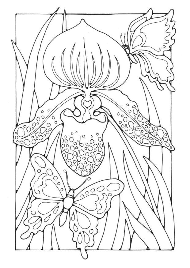 Dibujo para colorear lirio con mariposas