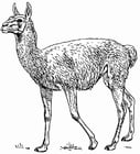 Dibujo para colorear Llama - Guanaco