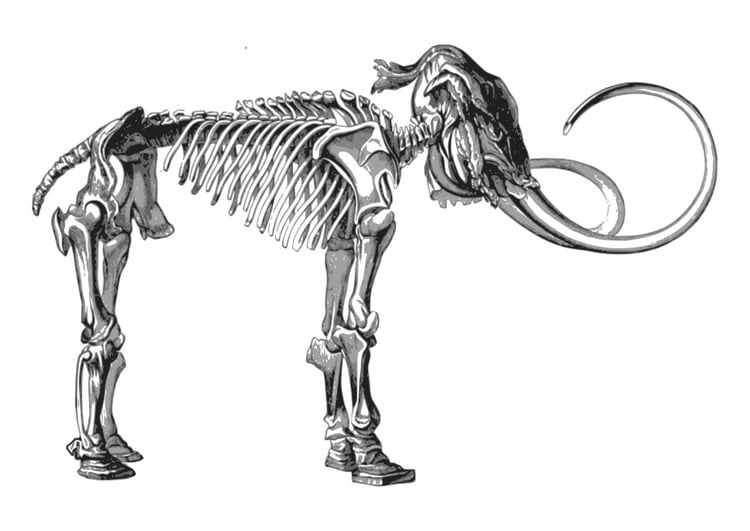 Dibujo para colorear mamut esqueleto