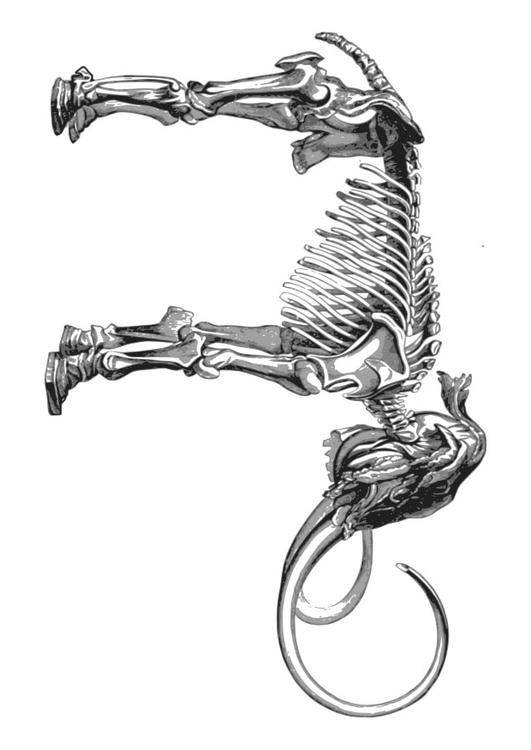 mamut esqueleto
