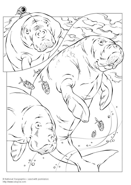 Dibujo para colorear ManatÃ­