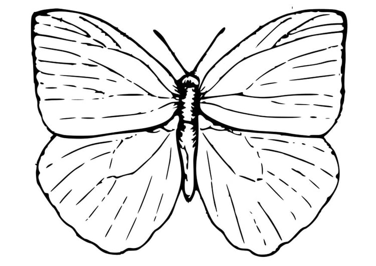 Dibujo para colorear mariposa