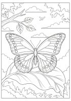 mariposa en una hoja
