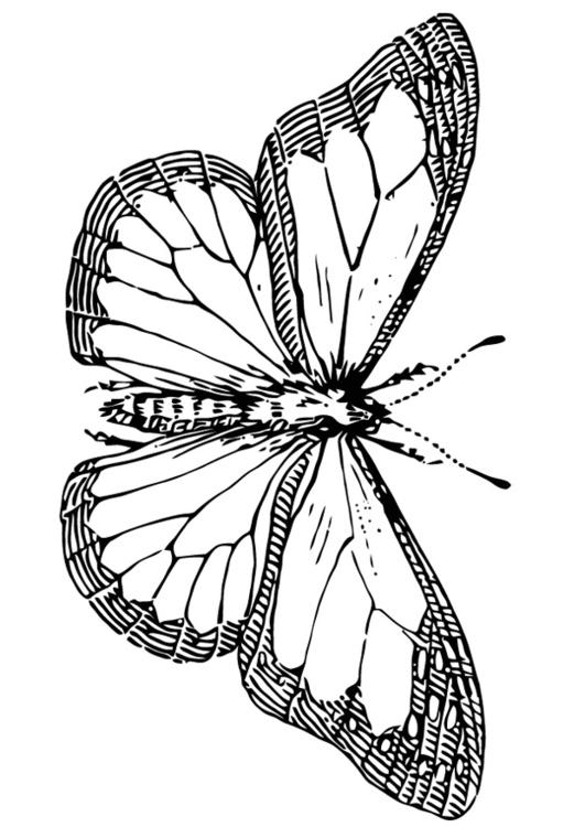 Mariposa