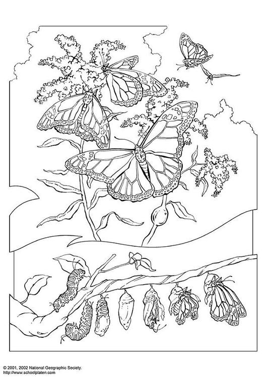 Mariposa reina