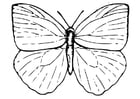 Dibujo para colorear mariposa