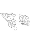 Dibujos para colorear mariposa ve pera